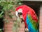 Closeup portrait of a big colorful parrot hold a piece of wood and bite, funny expressions