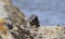 Closeup portrait of Big-headed mole rat Tachyoryctes macrocephalus looking directly at camera Bale Mountains National Park,