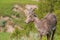 Closeup portrait of bighorn sheep in a hilly area of the Badlands National Park