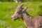 Closeup portrait of bighorn sheep in a hilly area of the Badlands National Park