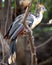 Closeup portrait of bizarre looking colorful Hoatzin Opisthocomus hoazin sitting on branch in the Pampas del Yacuma, Bolivia