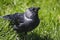 Closeup portrait of a black bird jackdaw sitting on green grass