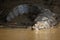 Closeup portrait of Black Caiman Melanosuchus niger entering water with jaw open wide, Bolivia