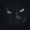 Closeup portrait of a black cats face