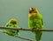 Closeup portrait of a black cheeked lovebird, Near threatened tropical specie from Zambia, Africa