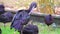 Closeup portrait of a black glossy ibis preening its feathers and then going to sleep, typical bird behavior, Exotic animal specie