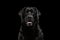 Closeup Portrait black Labrador Dog, Alert Looking, Front view, Isolated