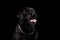 Closeup Portrait black Labrador Dog, Happy Smiling, Front view, Isolated