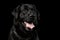 Closeup Portrait black Labrador Dog, Kind Looking, Front view, Isolated