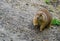 Closeup portrait of a black tailed prairie dog eating hay, Adorable rodent specie from America