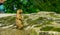 Closeup portrait of a black tailed prairie dog standing, funny animal behavior, tropical rodent specie from America