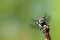 Closeup portrait of a blue damselfly watching eyes