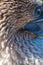Closeup portrait Blue footed booby in the