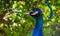 Closeup portrait of a blue peafowl, colorful Indian peacock, Popular bird specie in aviculture