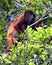 Closeup portrait of a Bolivian red howler monkey Alouatta sara foraging in treetops in the Pampas del Yacuma, Bolivia