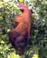 Closeup portrait of a Bolivian red howler monkey Alouatta sara hanging upside down and foraging in treetops in the Pampas del Ya