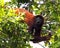 Closeup portrait of a Bolivian red howler monkey Alouatta sara hanging upside down and foraging in treetops in the Pampas del Ya