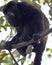 Closeup portrait of a Bolivian red howler monkey Alouatta sara sitting in treetops with big balls hanging in the Pampas del Yacu