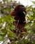 Closeup portrait of a Bolivian red howler monkey Alouatta sara sitting in treetops foraging in the Pampas del Yacuma, Bolivia