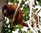 Closeup portrait of a Bolivian red howler monkey Alouatta sara sitting in treetops in the Pampas del Yacuma, Bolivia