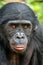 Closeup portrait of  Bonobo. The Bonobo, Scientific name: Pan paniscus, earlier being called the pygmy chimpanzee.