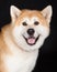 Closeup Portrait Of Brown Akita