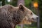 Closeup portrait of Brown bear.