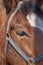 Closeup portrait of a brown horse with harness. Face of a race horse with white forehead marking and blue muzzle. Show