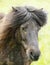 Closeup Portrait of a Brown Shetland Pony on the Shetland Island