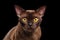 Closeup Portrait Burmese Cat Curious Looking in Camera black Isolated