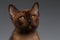 Closeup portrait of Burmese kitten on Gray