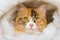 Closeup portrait of Calico cat in fur bed