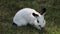 Closeup portrait of a Californian rabbit