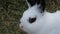 Closeup portrait of a Californian rabbit