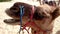 Closeup portrait of a camel