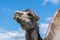 Closeup portrait of a camel chewing grass