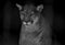 Closeup portrait of a captive Cougar also known as Puma in a Zoo in South Africa