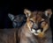 Closeup portrait of a captive Cougar also known as Puma in a Zoo in South Africa