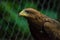 Closeup portrait of captured or rescued African Wahlbergs Eagle, Africa