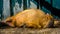 Closeup portrait of a capybara resting on the ground, tropical cavy from South America