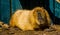 Closeup portrait of a capybara, worlds largest rodent specie, tropical cavy from South America