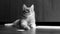 Closeup portrait of a cat lying on a wooden floor