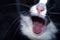 Closeup portrait of a cat yawning