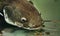 Closeup portrait of a catfish underwater with a mustache