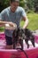 Closeup portrait of caucasian male bathing a black labrador mix outside