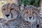 Closeup portrait of cheetahs in Masai Mara national reserve, Kenya, Africa