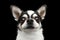 Closeup Portrait Chihuahua dog on Black background