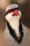 Closeup portrait of a chukar