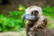 Closeup portrait of a cinereous vulture, Aegypius monachus, that is a large raptorial bird