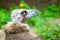 Closeup portrait of a cinereous vulture, Aegypius monachus, that is a large raptorial bird